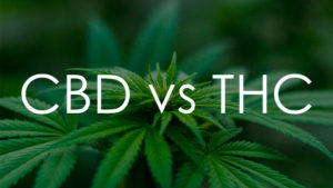 cbd vs thc